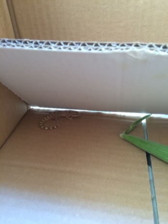 A lizard in a box