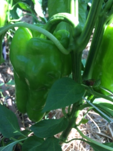 A פלפל (pepper)